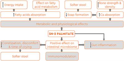 Development and large-scale production of human milk fat analog by fermentation of microalgae